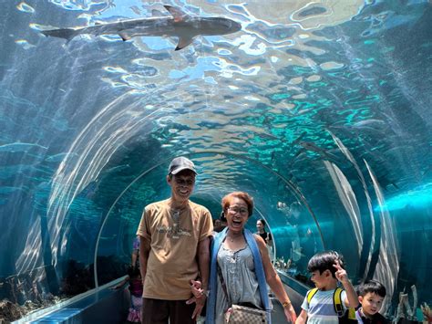  L'Aquarium de Cebu: Une aventure sous-marine palpitante pour toute la famille!