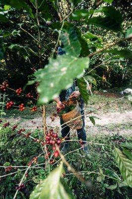 Le Musée du Café de Veracruz: Une Exploration Décadente des Arômes Mexicains!